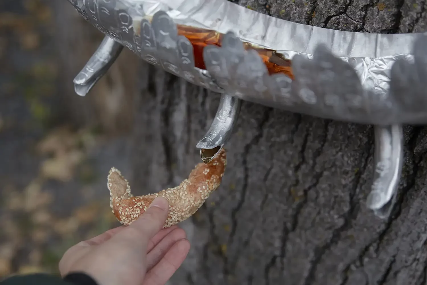 Mains de sève, 2024